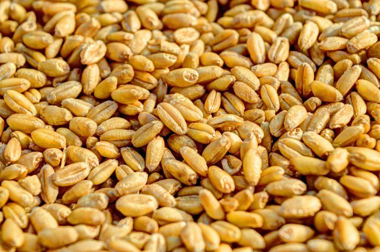 health benefits of wheat